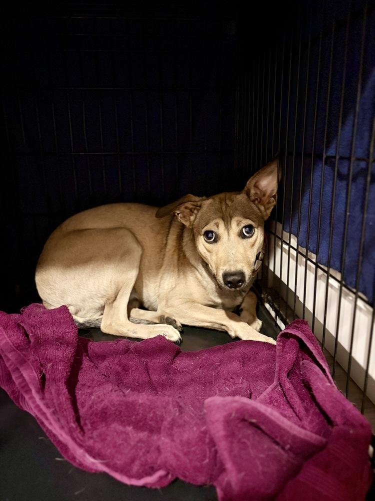 Cami, a Adoptable mixed breed in Valley Stream, NY image 6/6