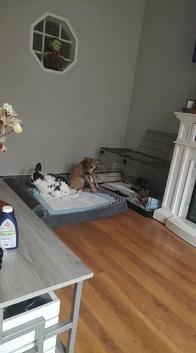 Enlarge Cami, a Adoptable mixed breed in Valley Stream, NY video 6/6