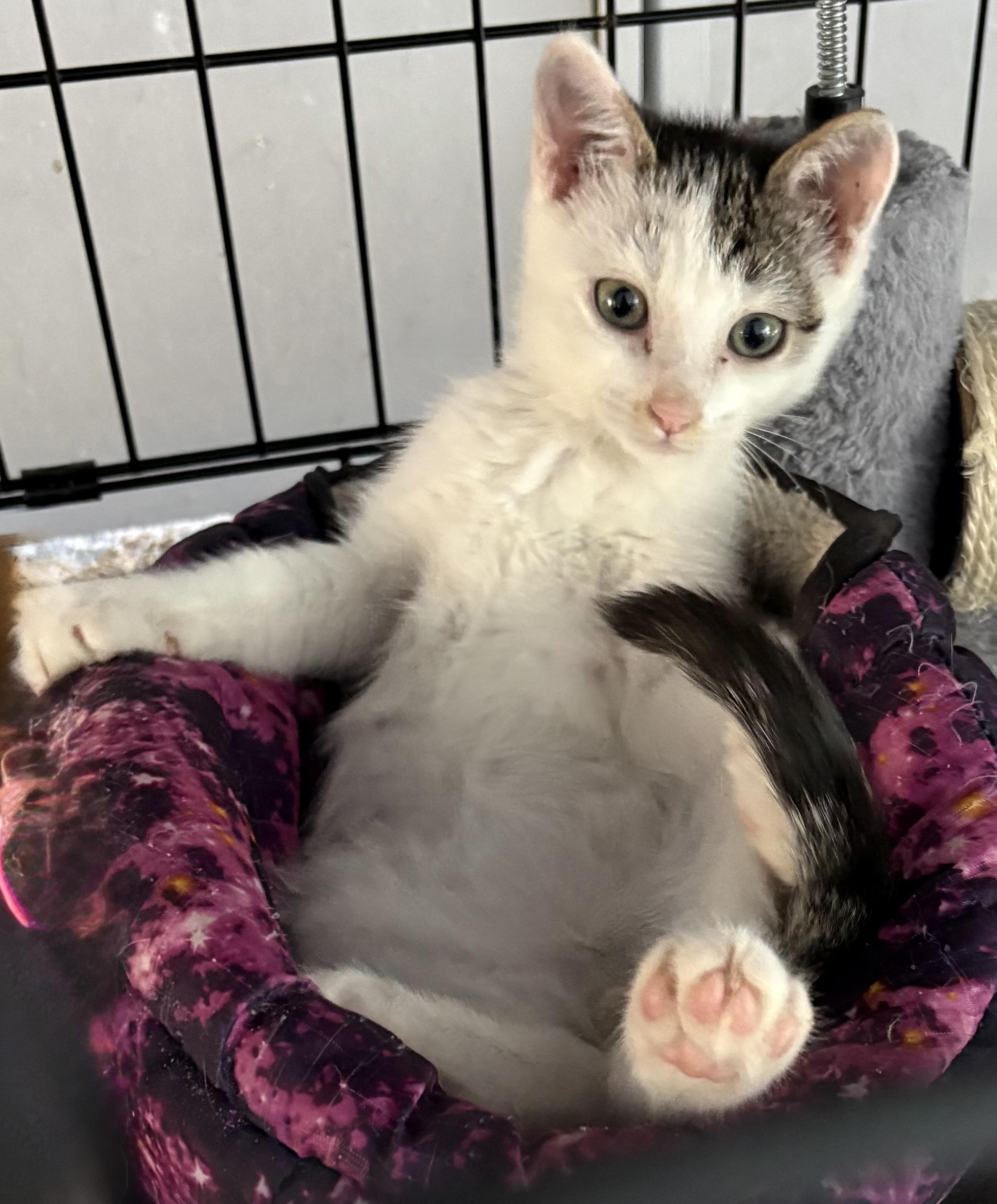 Yves (Montand), a Adoptable mixed breed in Roslyn Heights, NY image 2/6