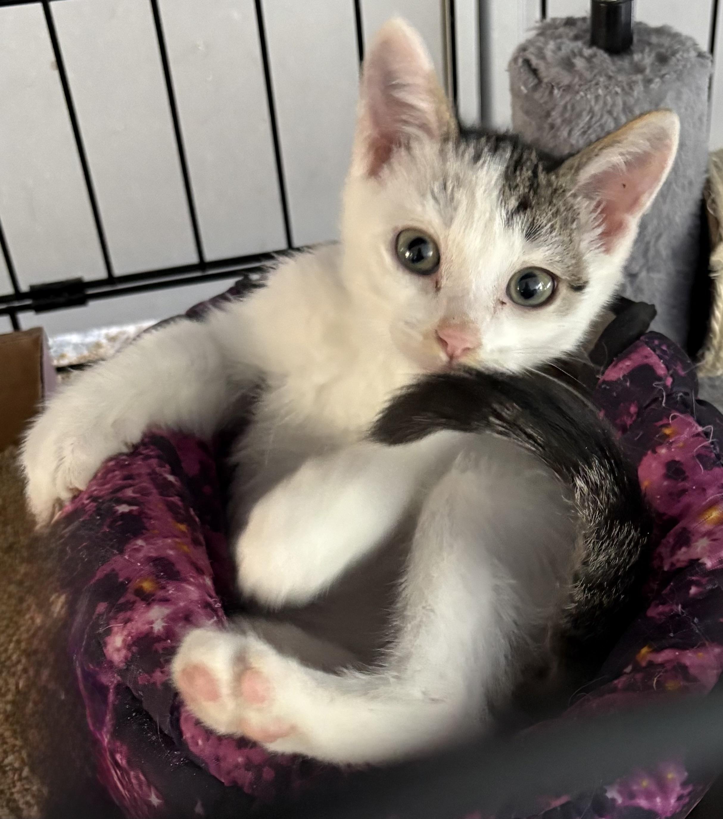 Yves (Montand), a Adoptable mixed breed in Roslyn Heights, NY image 3/6