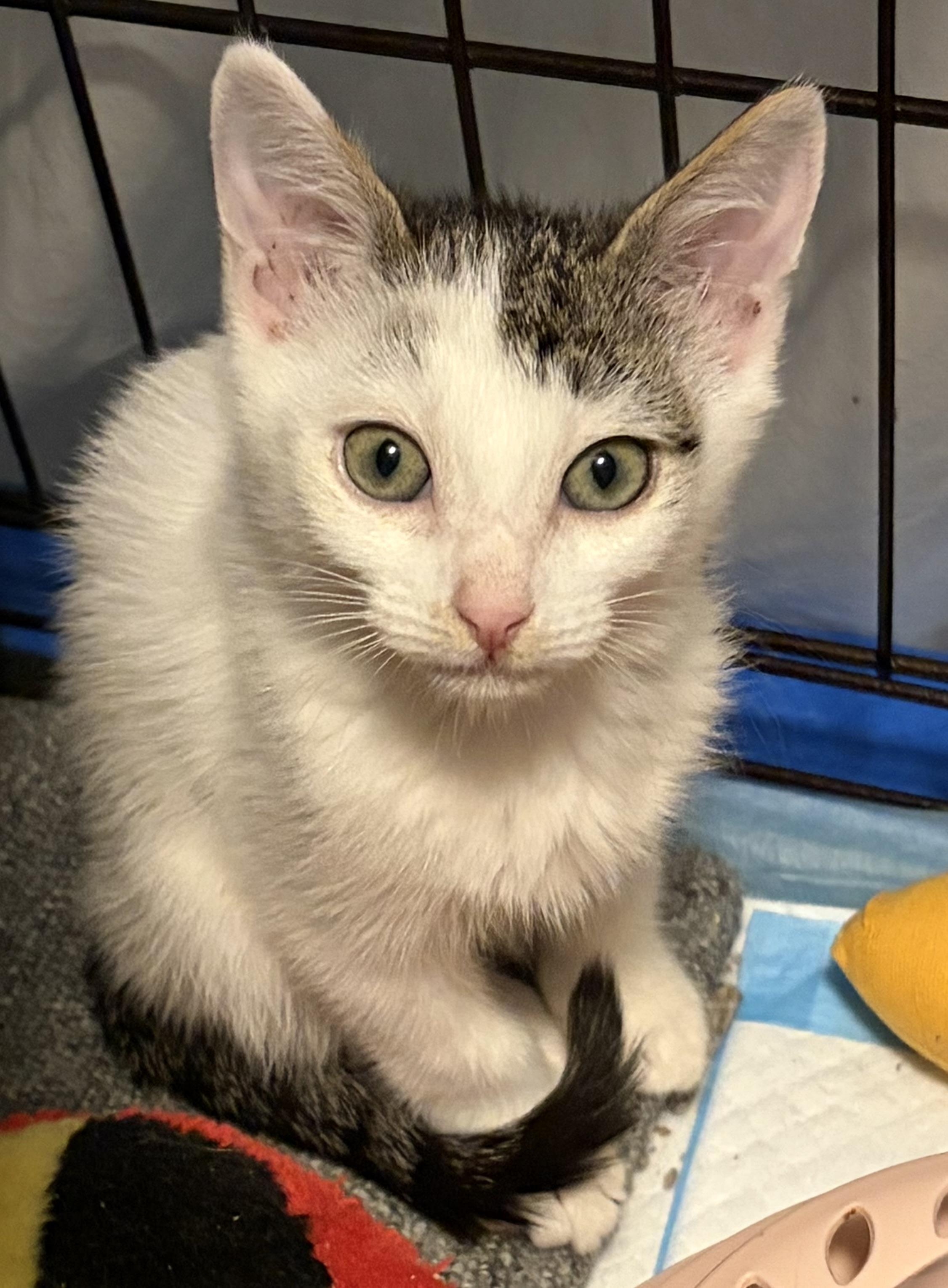 Yves (Montand), a Adoptable mixed breed in Roslyn Heights, NY image 5/6