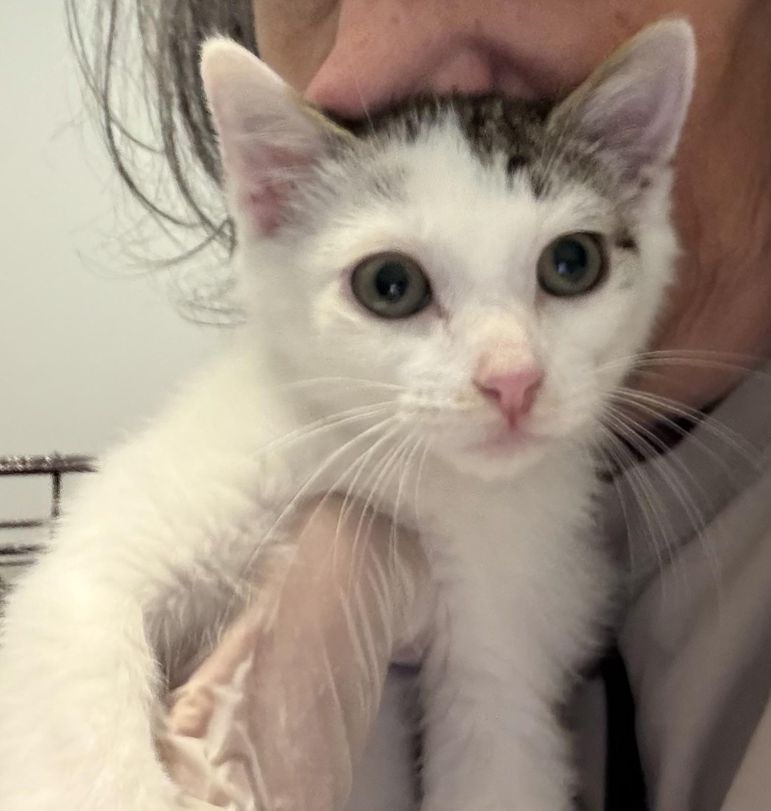 Yves (Montand), Adoptable, Kitten Male Domestic Long Hair & Turkish Van.