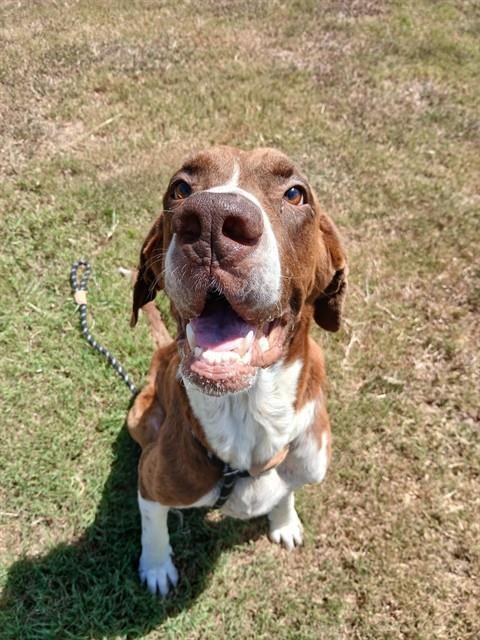 DANTE, Adoptable, Adult Male Pointer & Great Dane.