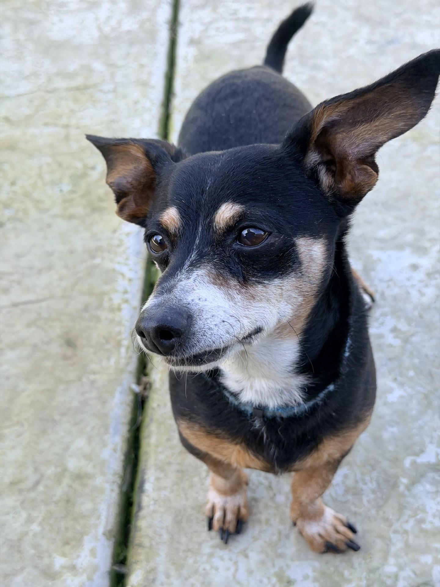 George, ADOPTABLE, Senior Male Dachshund & Chihuahua.