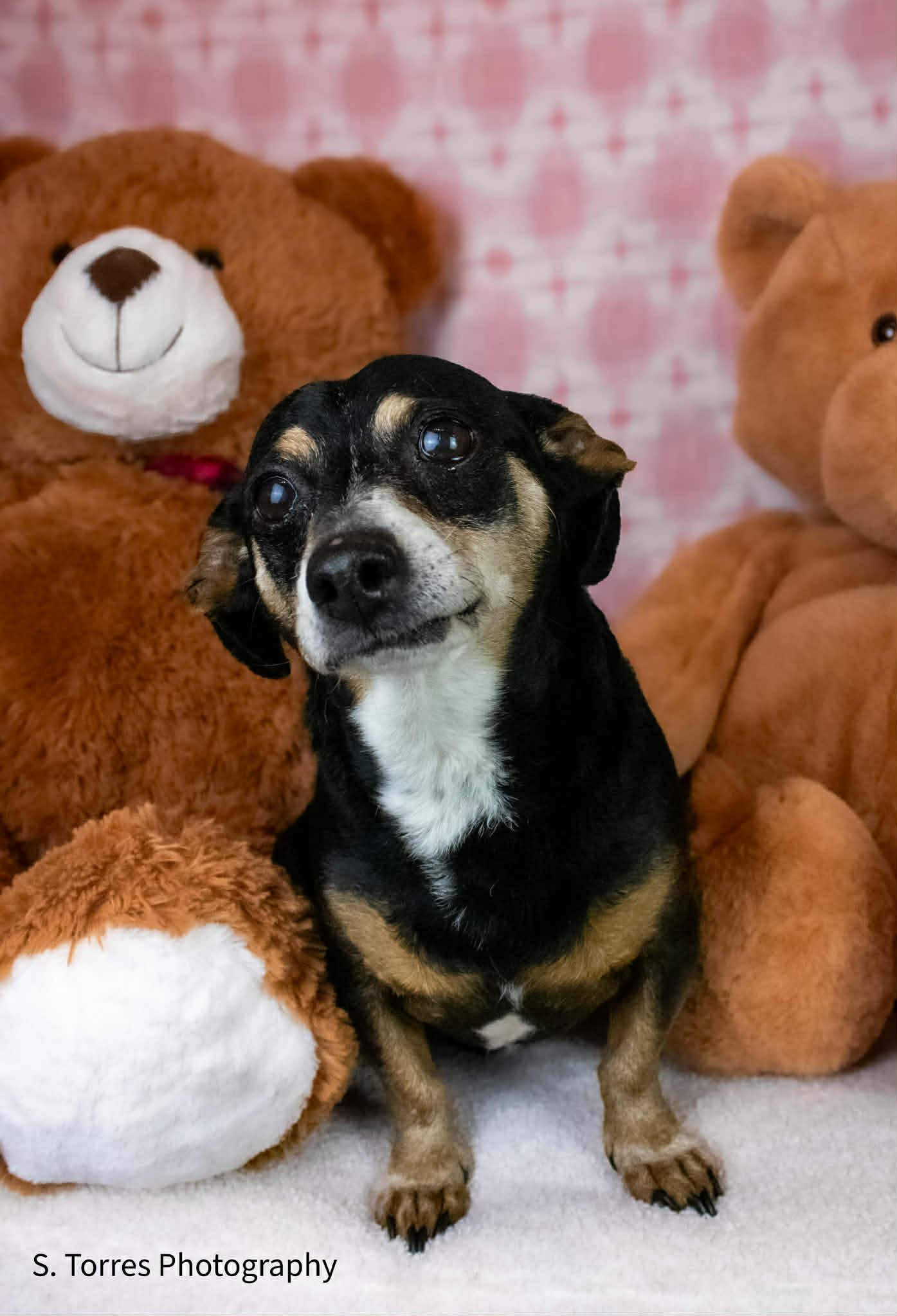 Enlarge George, a ADOPTABLE mixed breed in Livermore, CA image 2/3