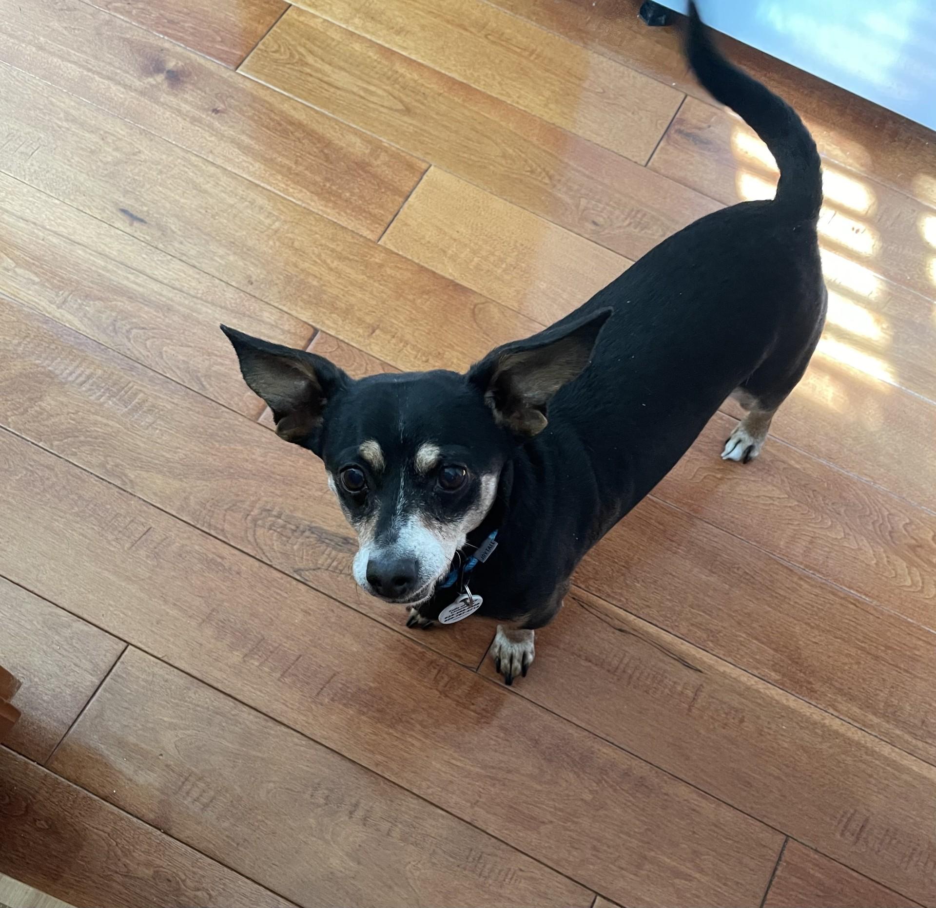 Enlarge George, a ADOPTABLE mixed breed in Livermore, CA image 3/3