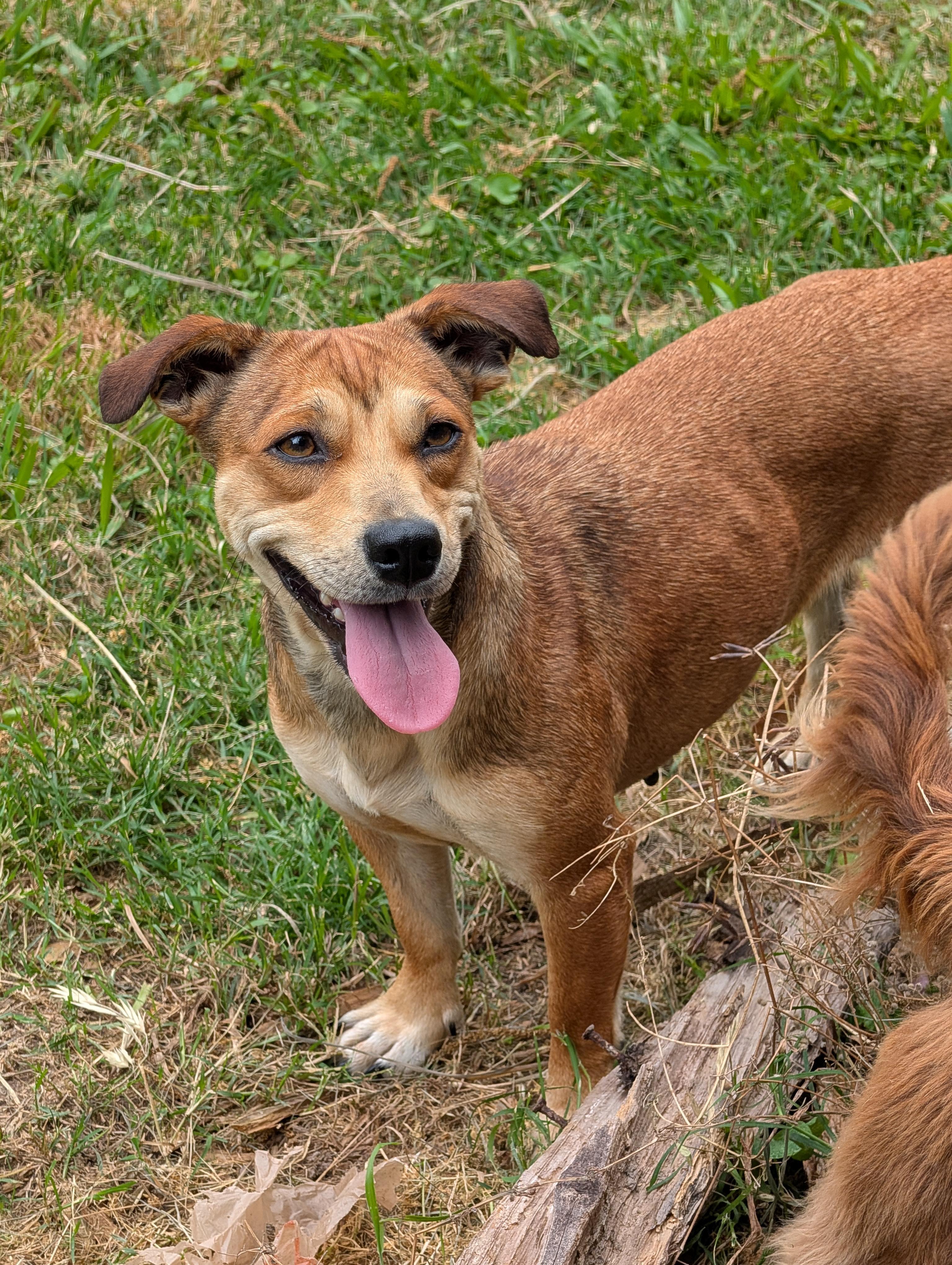 Enlarge Dana, a Adoptable mixed breed in Baton Rouge, LA image 2/3