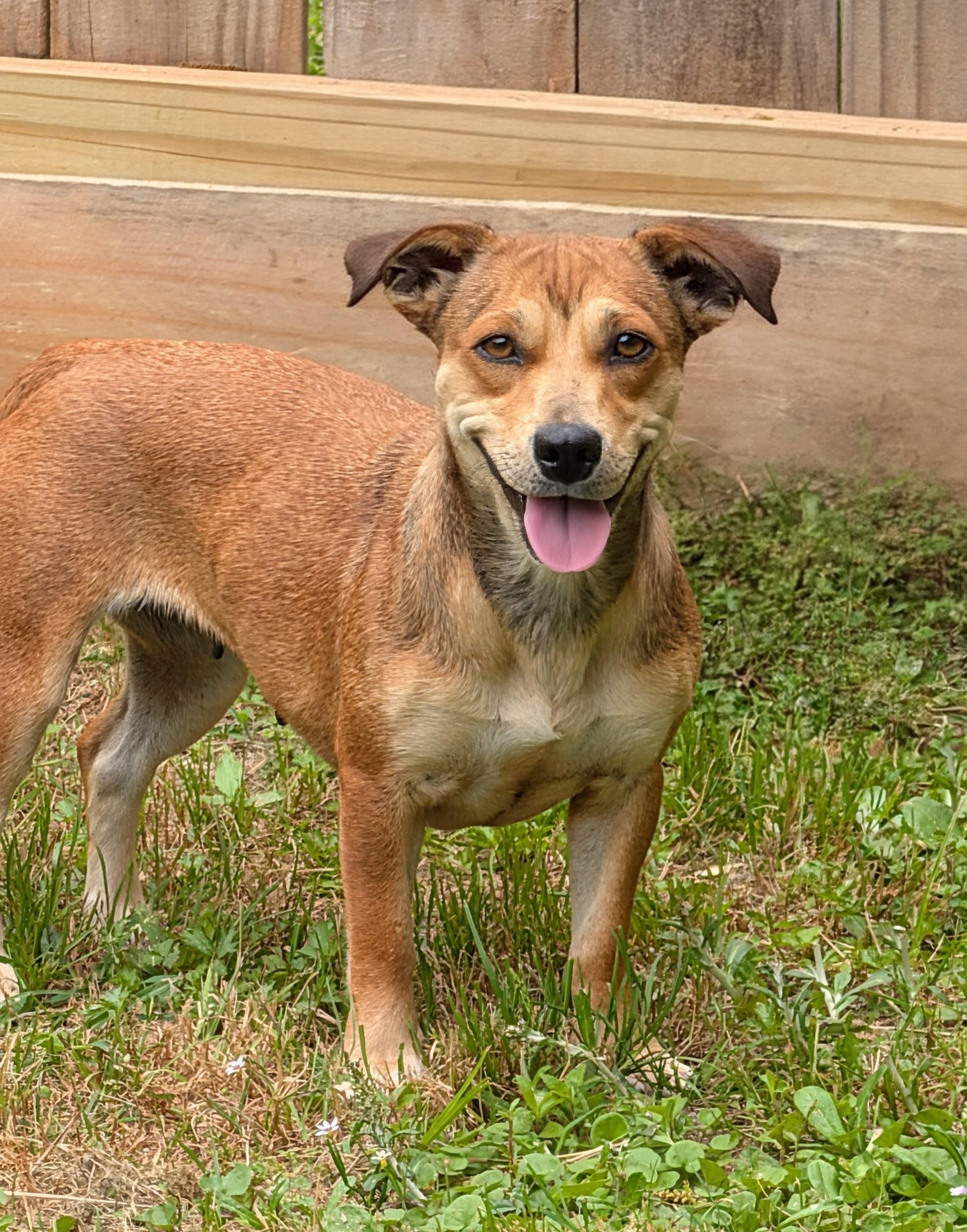 Enlarge Dana, a Adoptable mixed breed in Baton Rouge, LA image 3/3