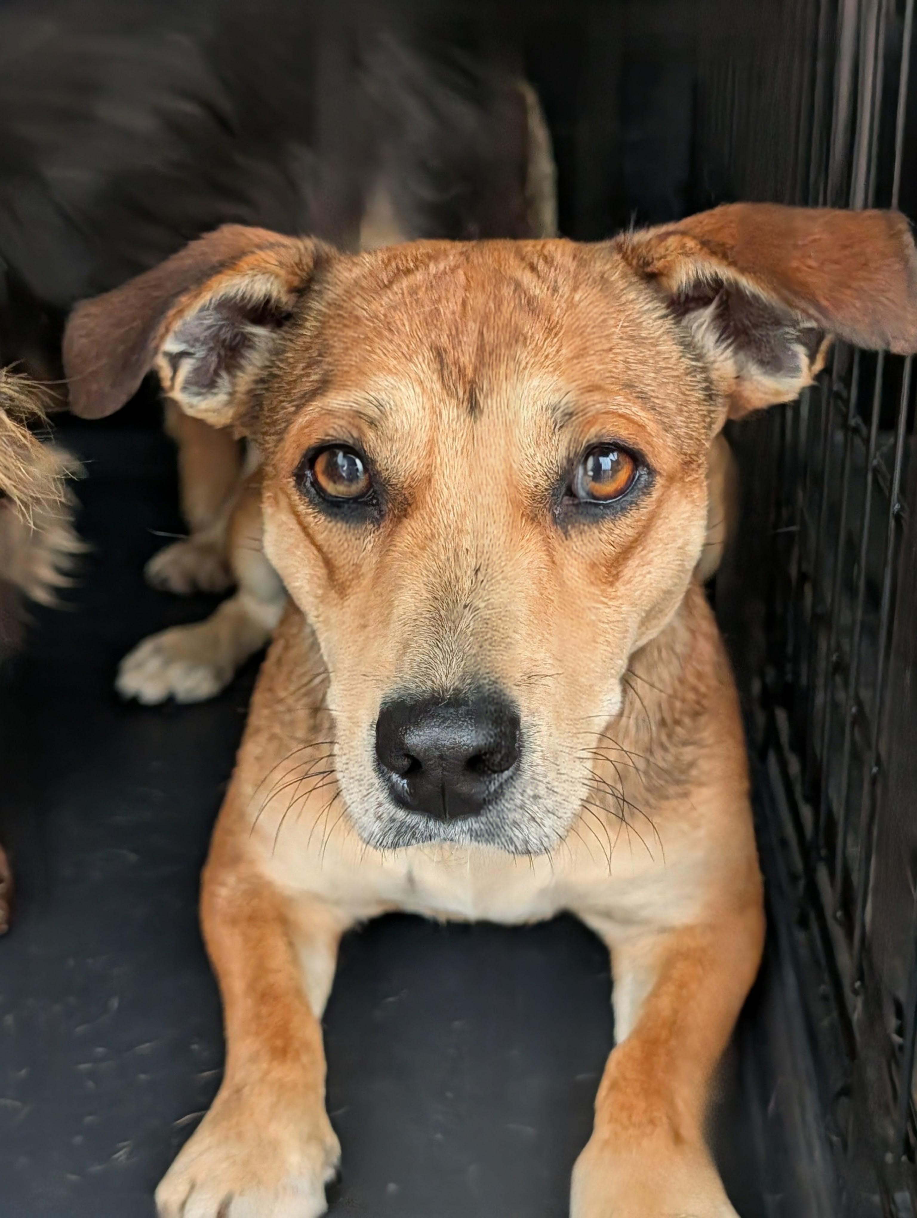 Dana, Adoptable, Adult Female Dachshund & Terrier.