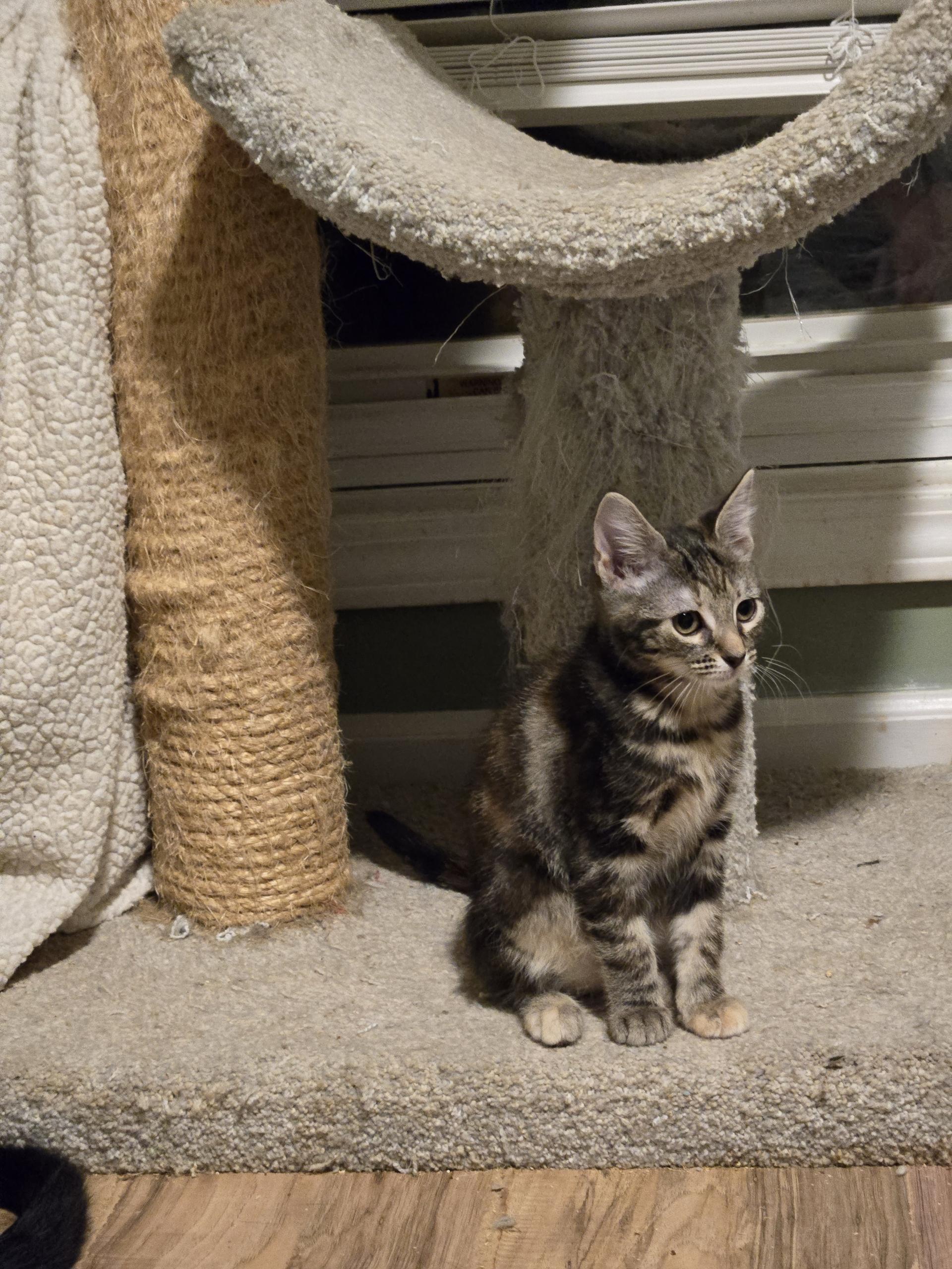 Enlarge Liv & Minor, a ADOPTABLE American Shorthair in lexington, SC image 2/3