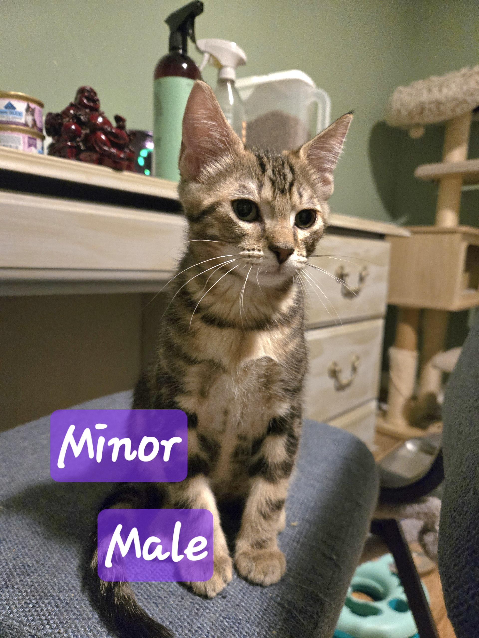 Liv & Minor, ADOPTABLE, Young Female American Shorthair.