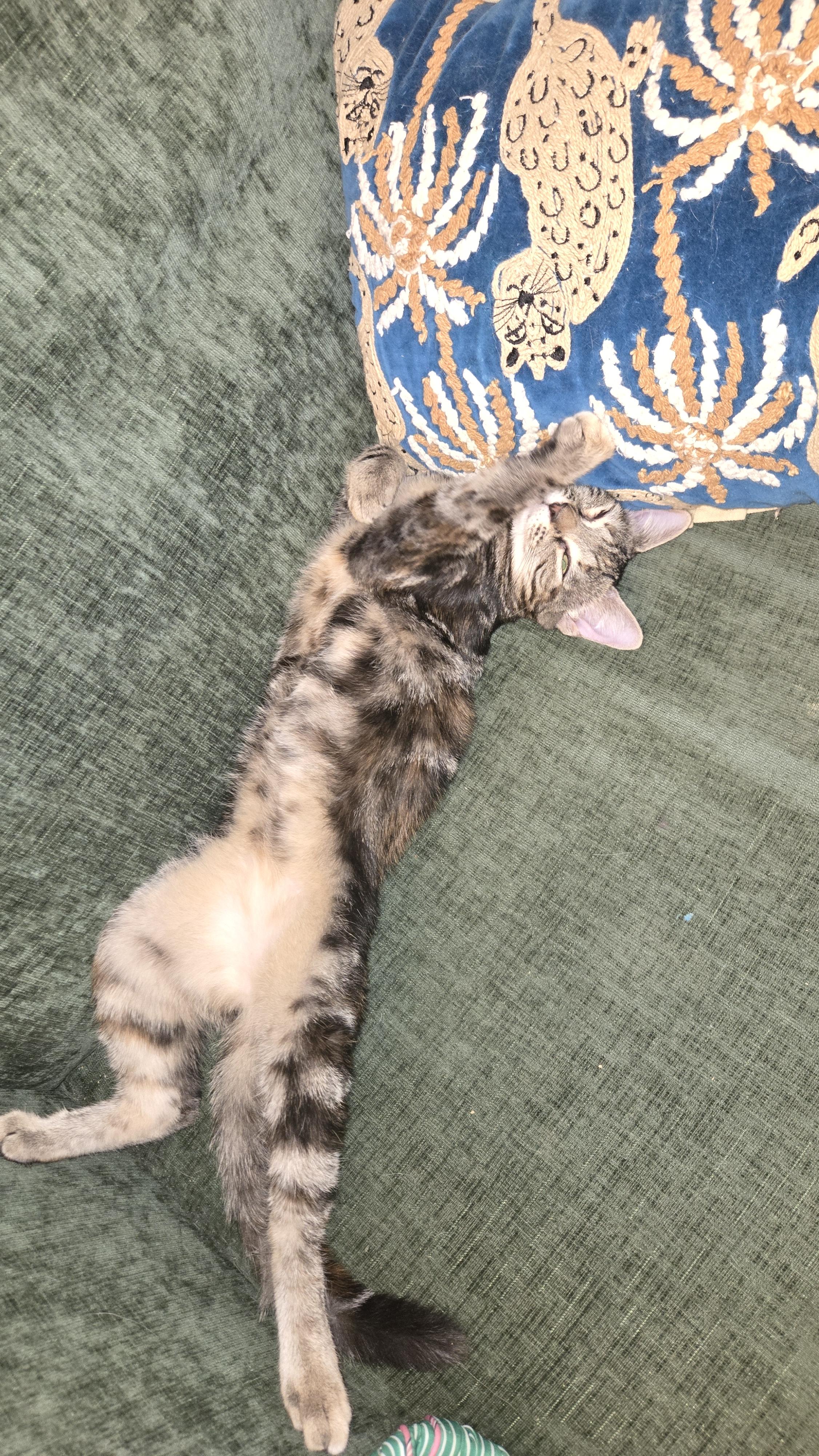 Enlarge Liv & Minor, a ADOPTABLE American Shorthair in lexington, SC image 3/3