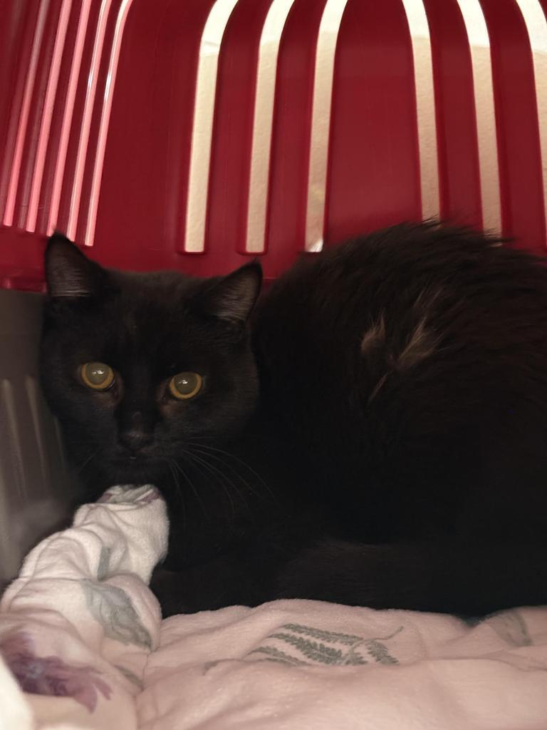 Papasan, Adopted, Young Male Domestic Medium Hair.