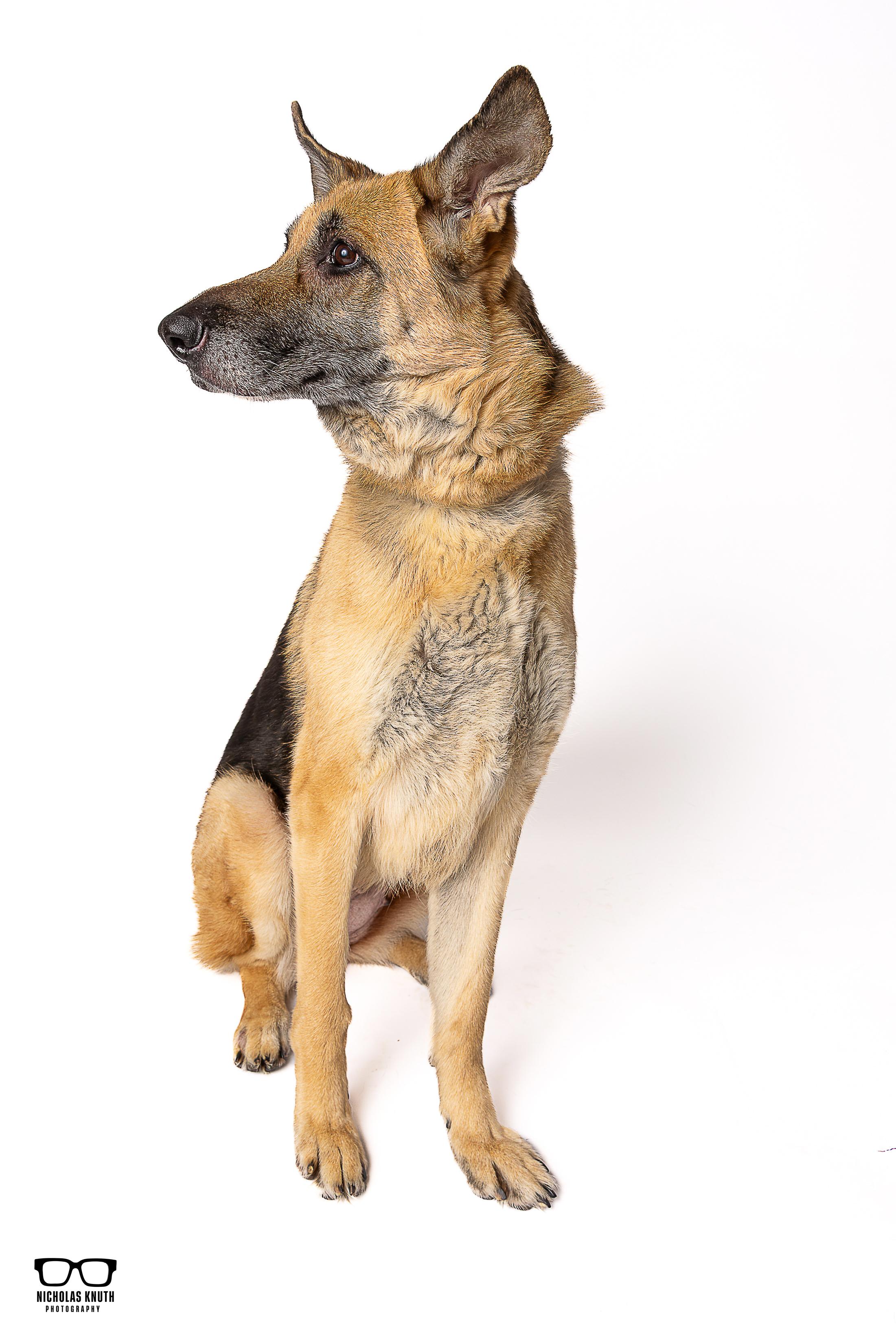 Inga, an adopted German Shepherd Dog in Palatine, IL image 4/5