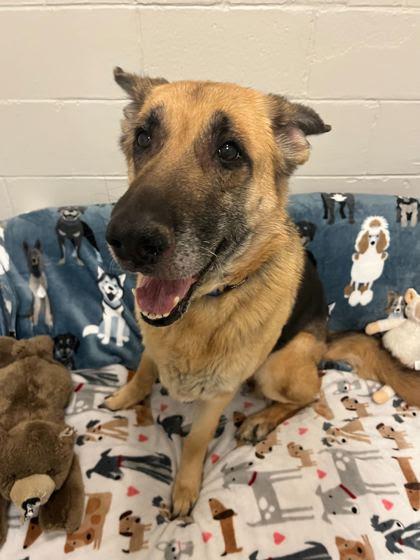 Inga, ADOPTABLE, Adult Female German Shepherd Dog.