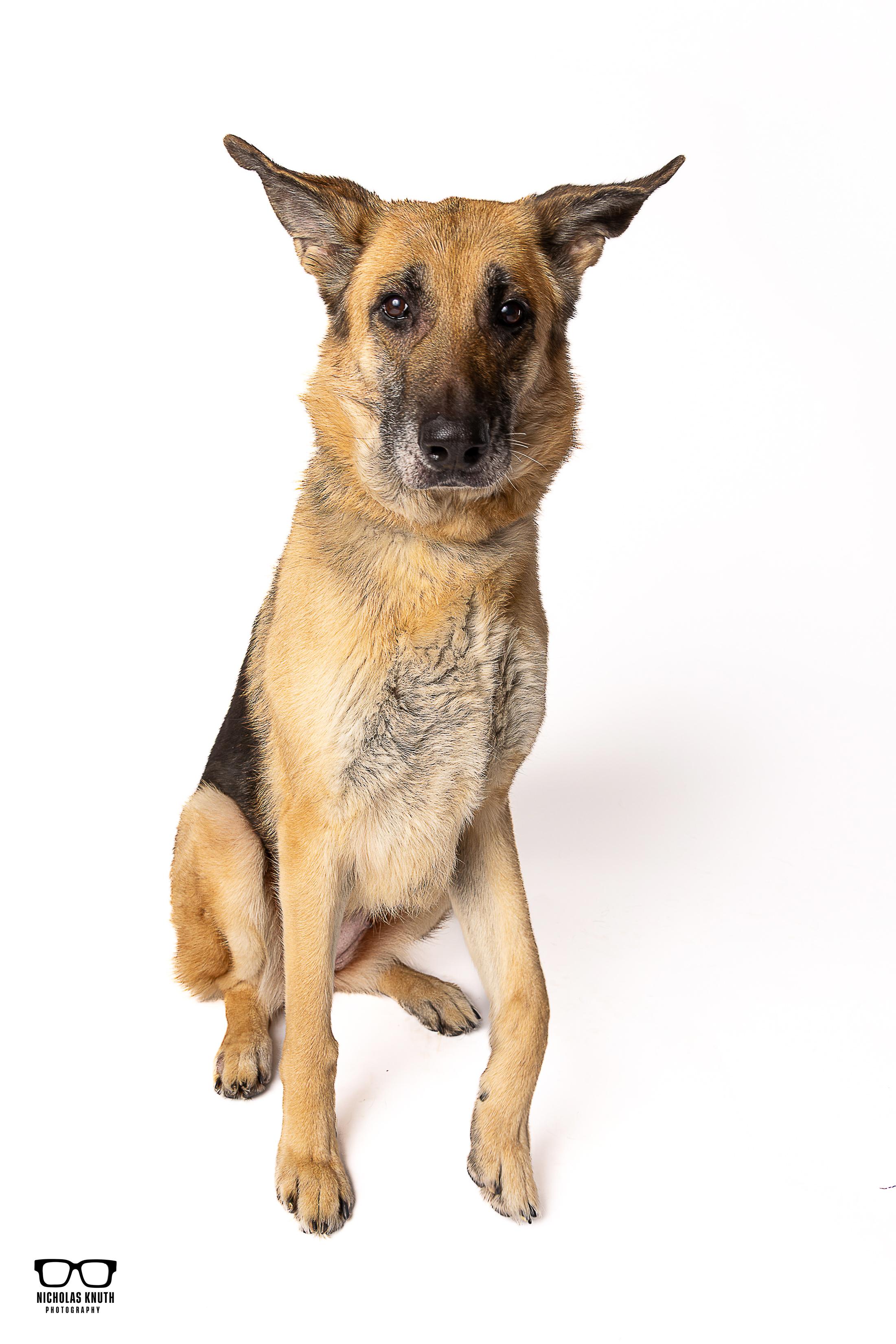 Inga, adopted, Adult Female German Shepherd Dog.