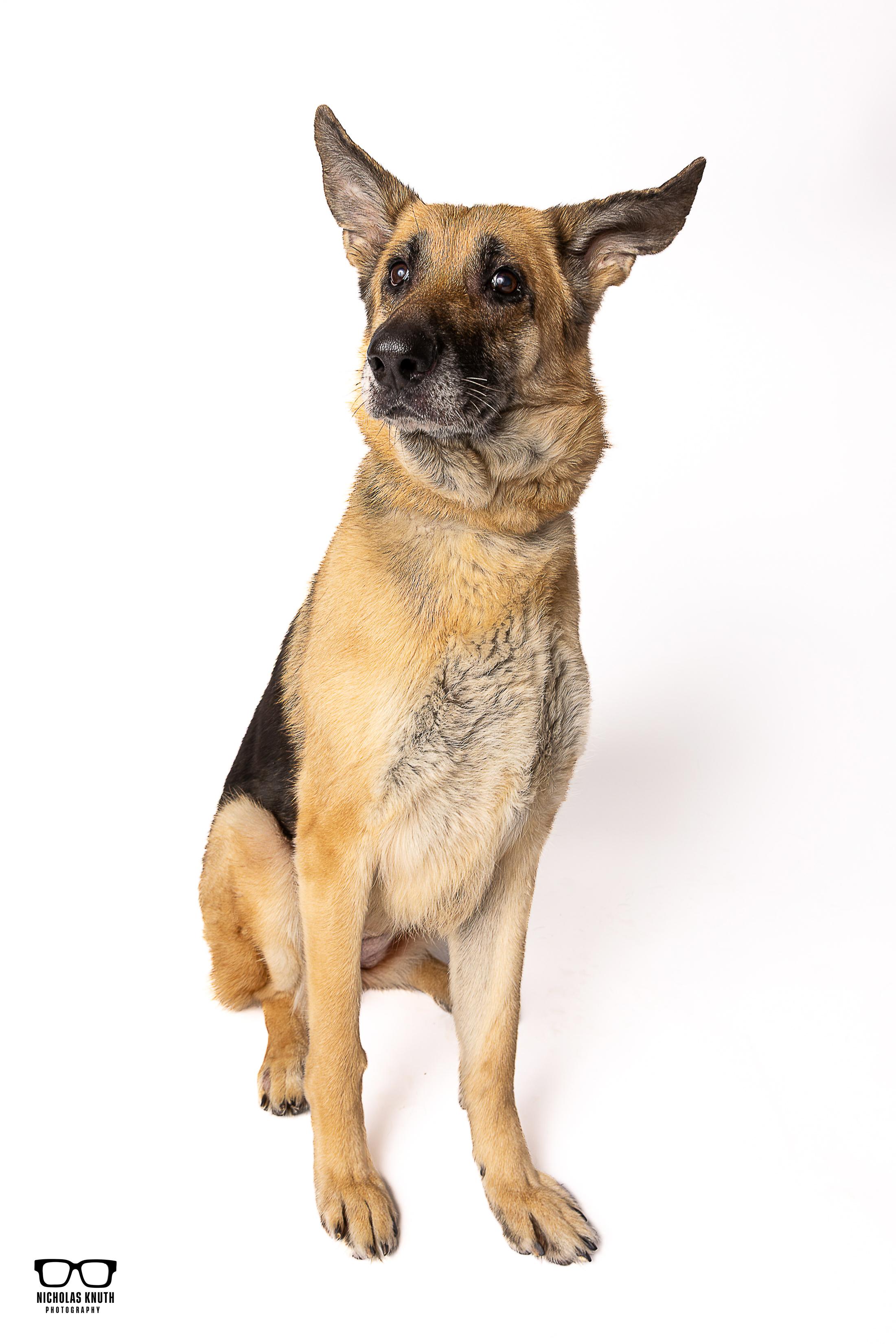 Inga, an adopted German Shepherd Dog in Palatine, IL image 2/5