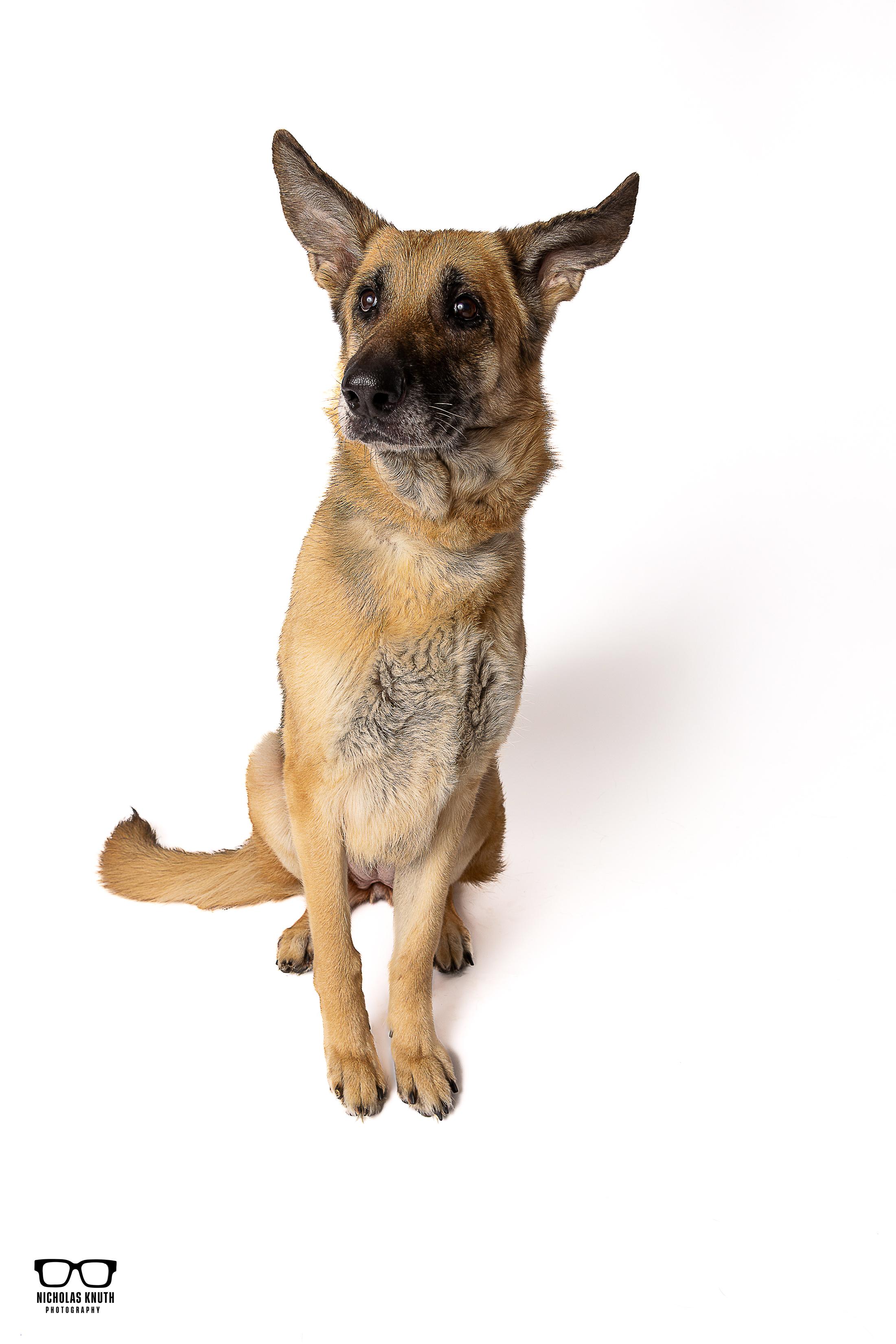 Inga, an adopted German Shepherd Dog in Palatine, IL image 3/5