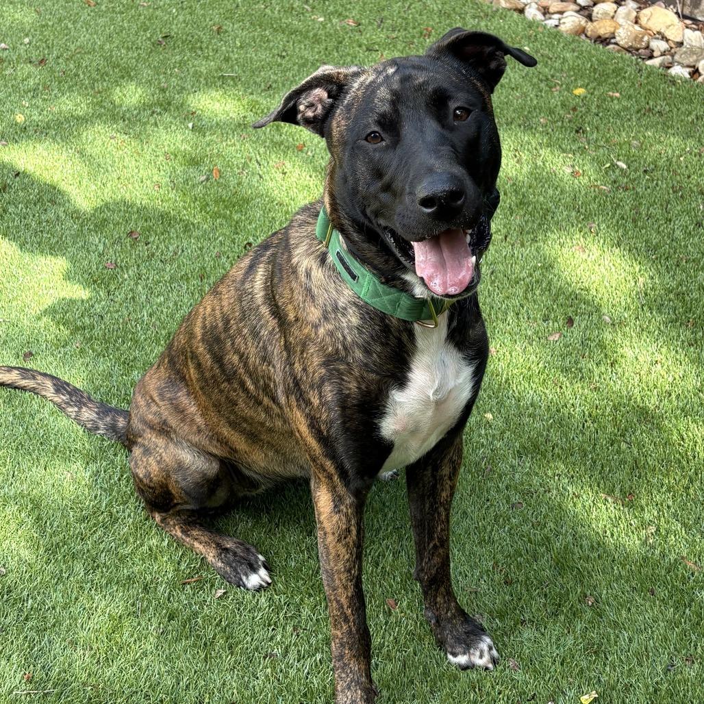 Purple, Adoptable, Adult Female Belgian Shepherd / Malinois & Presa Canario.