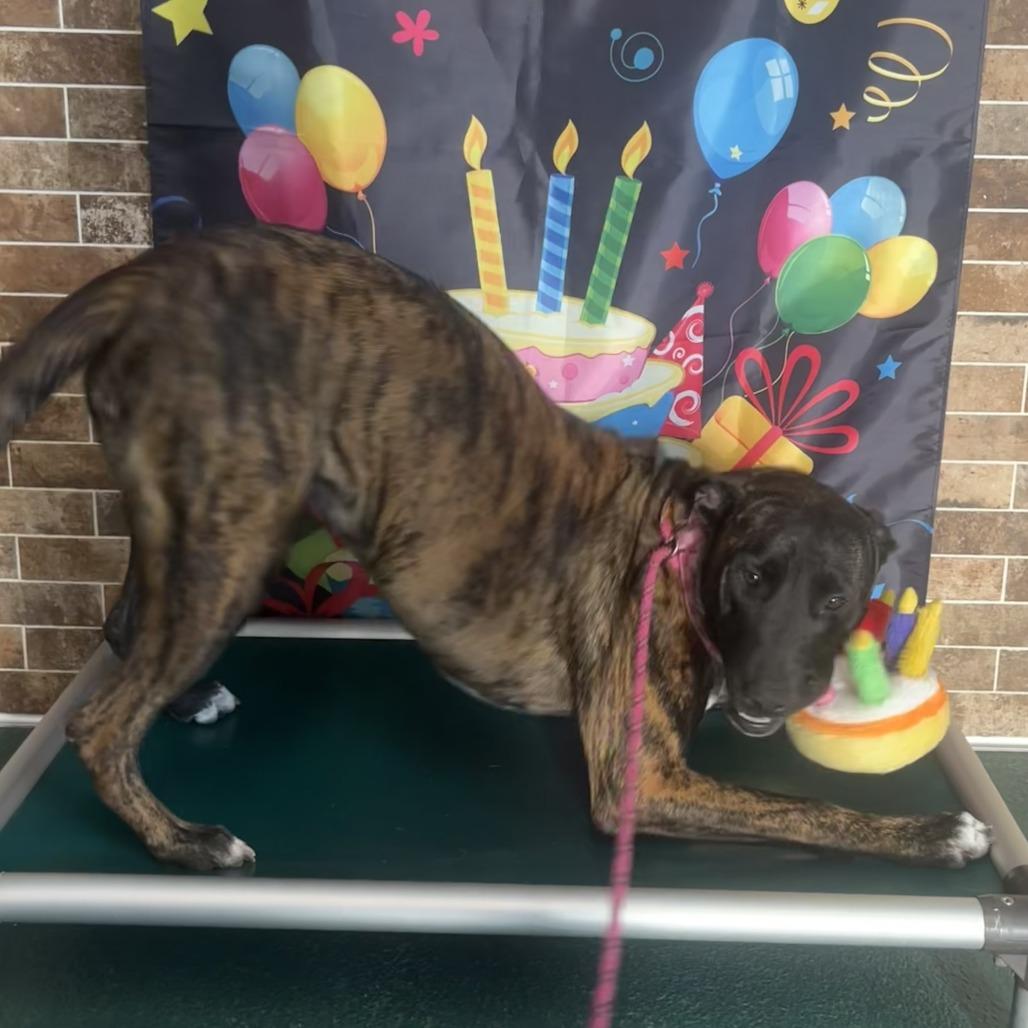 Enlarge Purple, a Adoptable mixed breed in Austin, TX image 2/5