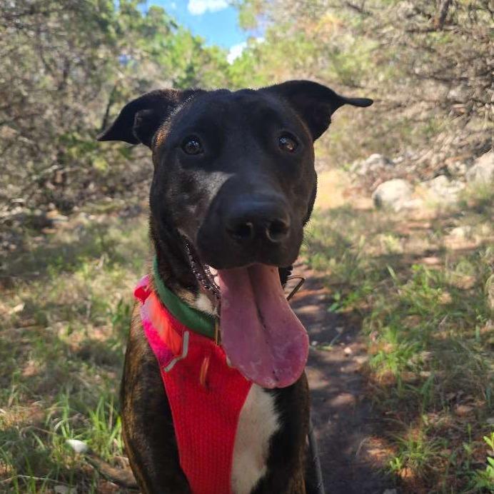 Enlarge Purple, a Adoptable mixed breed in Austin, TX image 3/5