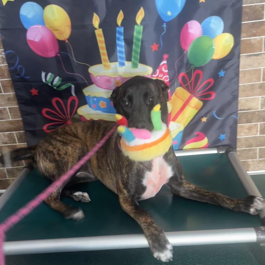 Enlarge Purple, a Adoptable mixed breed in Austin, TX image 4/5