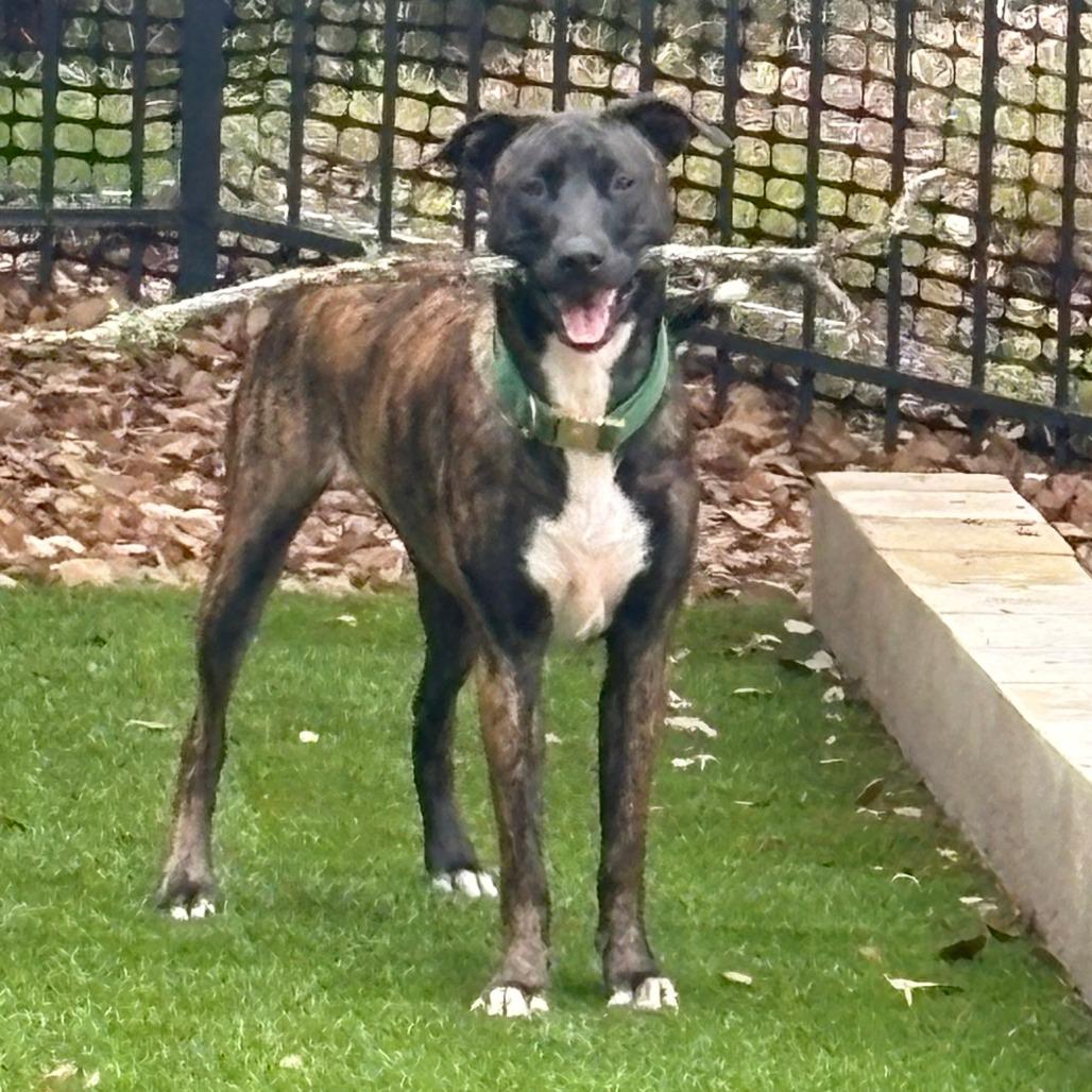 Enlarge Purple, a Adoptable mixed breed in Austin, TX image 5/5