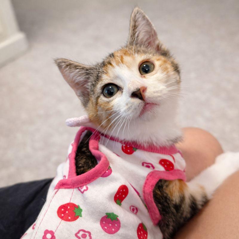 Enlarge Eclair, a Adoptable Domestic Short Hair in Parkland, FL image 1/3