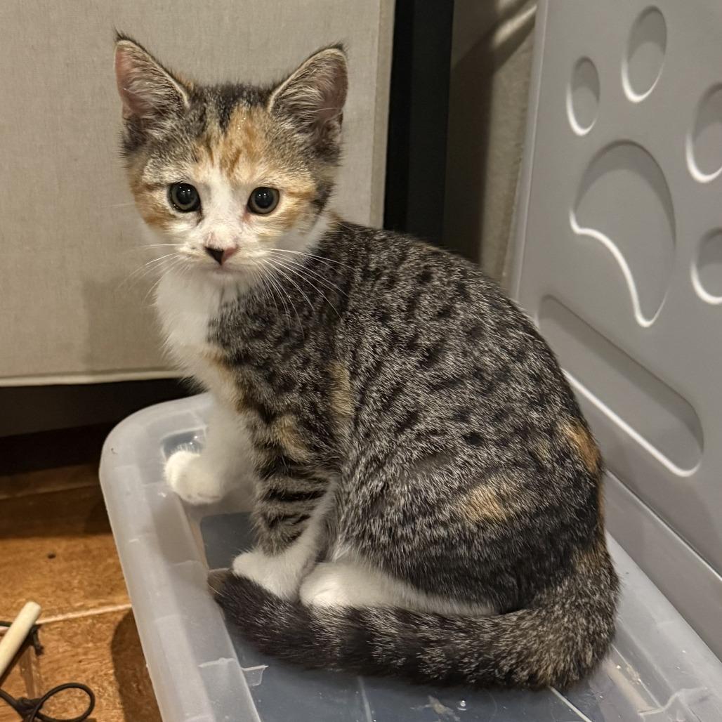 Enlarge Eclair, a Adoptable Domestic Short Hair in Parkland, FL image 3/3