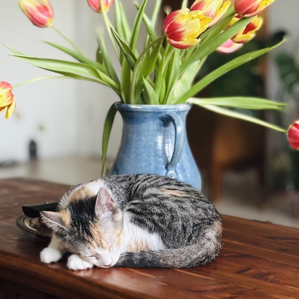 Enlarge Eclair, an adopted Domestic Short Hair in Parkland, FL image 2/5