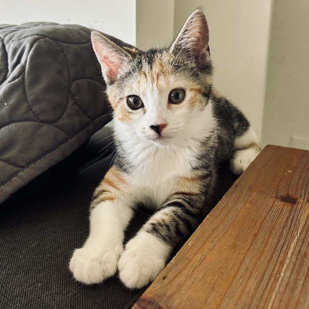 Enlarge Eclair, an adopted Domestic Short Hair in Parkland, FL image 3/5