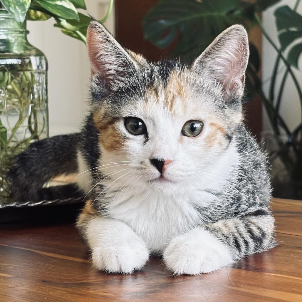 Enlarge Eclair, an adopted Domestic Short Hair in Parkland, FL image 1/5