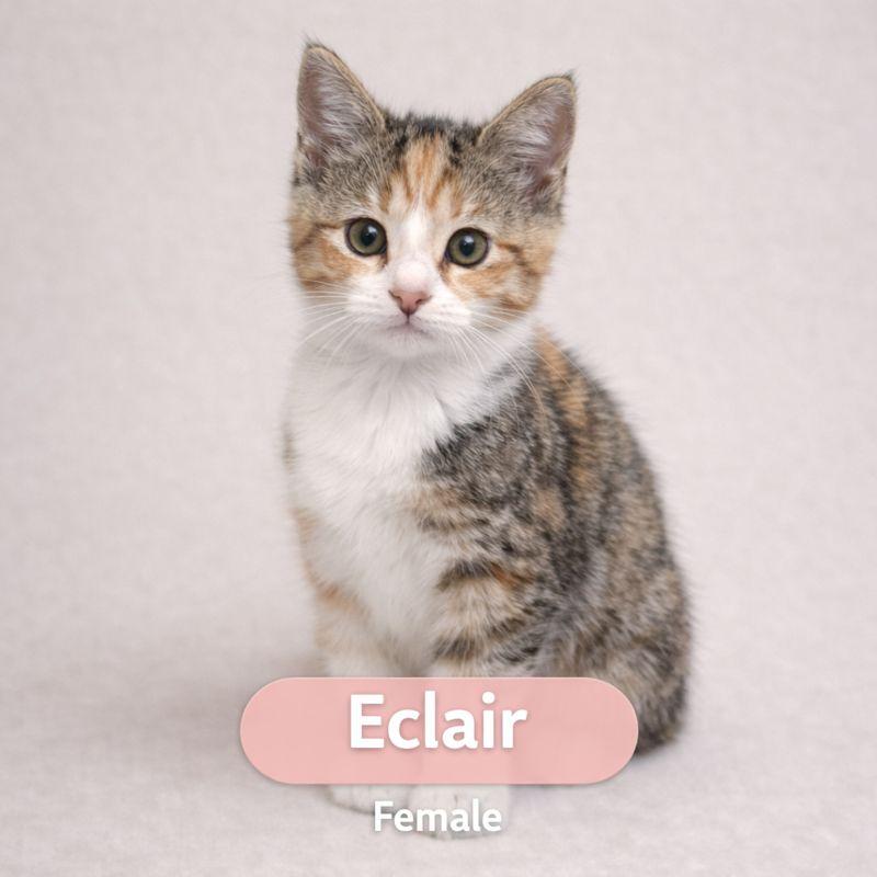 Enlarge Eclair, a Adoptable Domestic Short Hair in Parkland, FL image 2/3