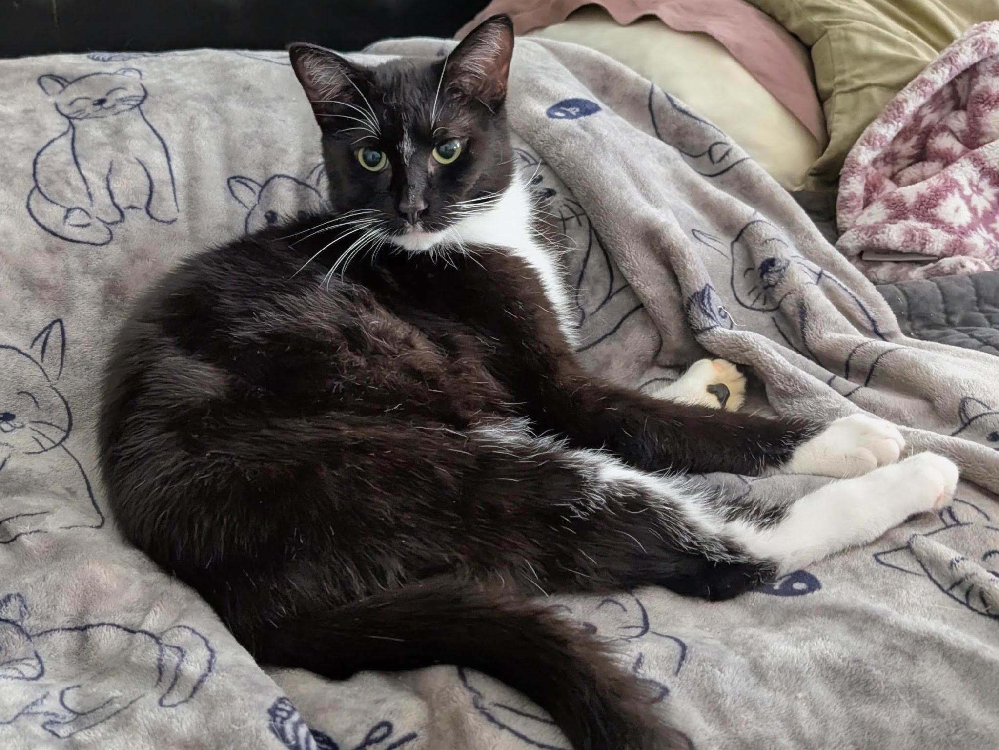 Rumble, ADOPTABLE, Adult Male Domestic Short Hair.