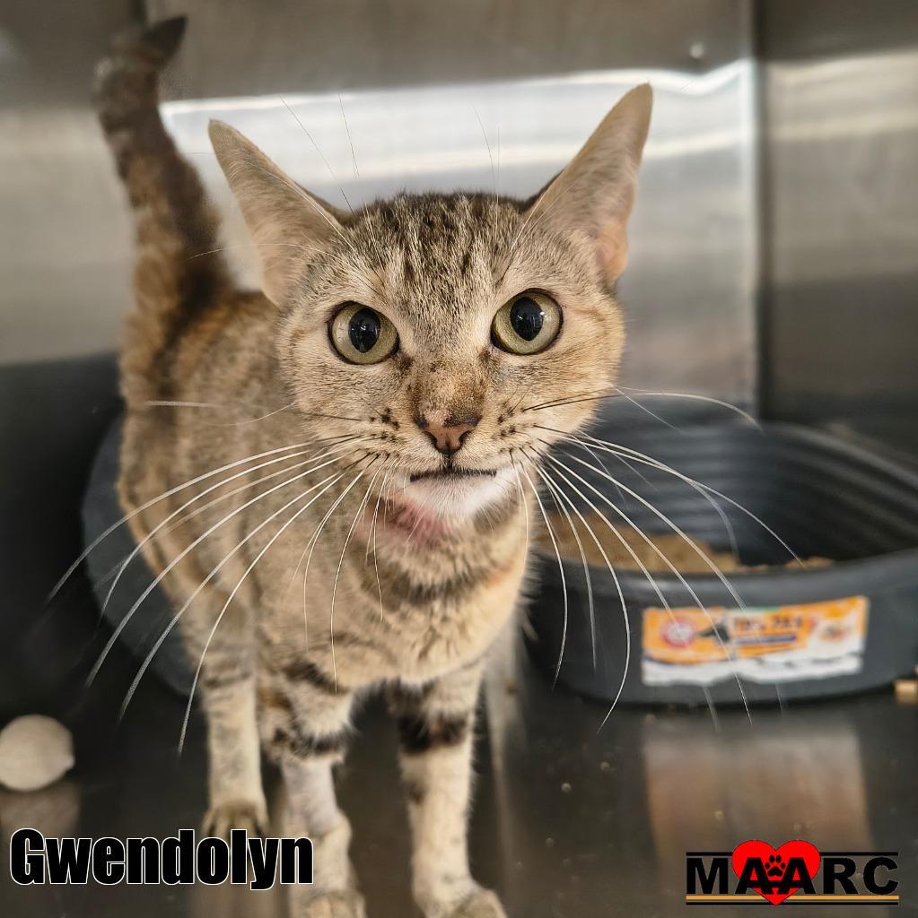 Gwendolyn, Adoptable, Young Female Domestic Medium Hair.