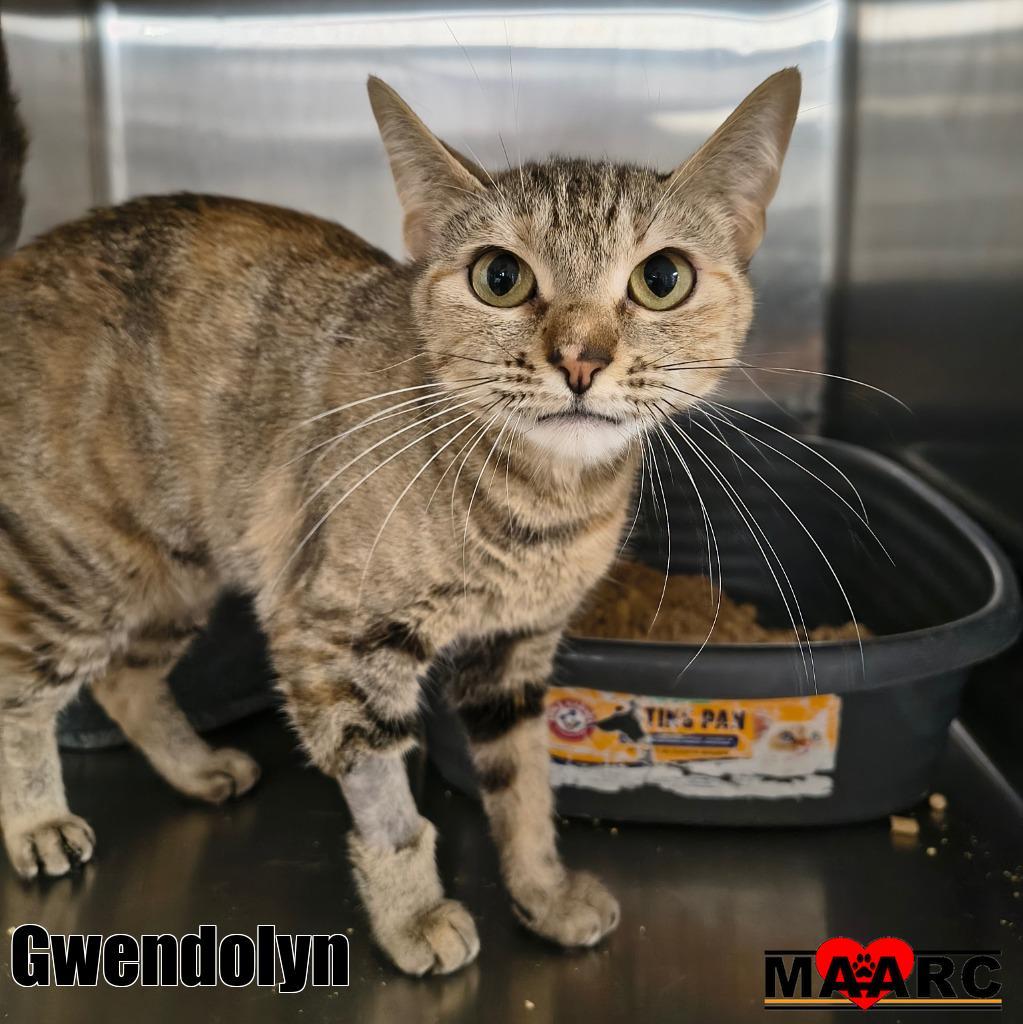 Enlarge Gwendolyn, a Adoptable mixed breed in Maryville, TN image 2/3