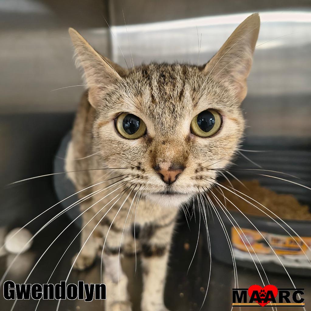 Enlarge Gwendolyn, a Adoptable mixed breed in Maryville, TN image 3/3