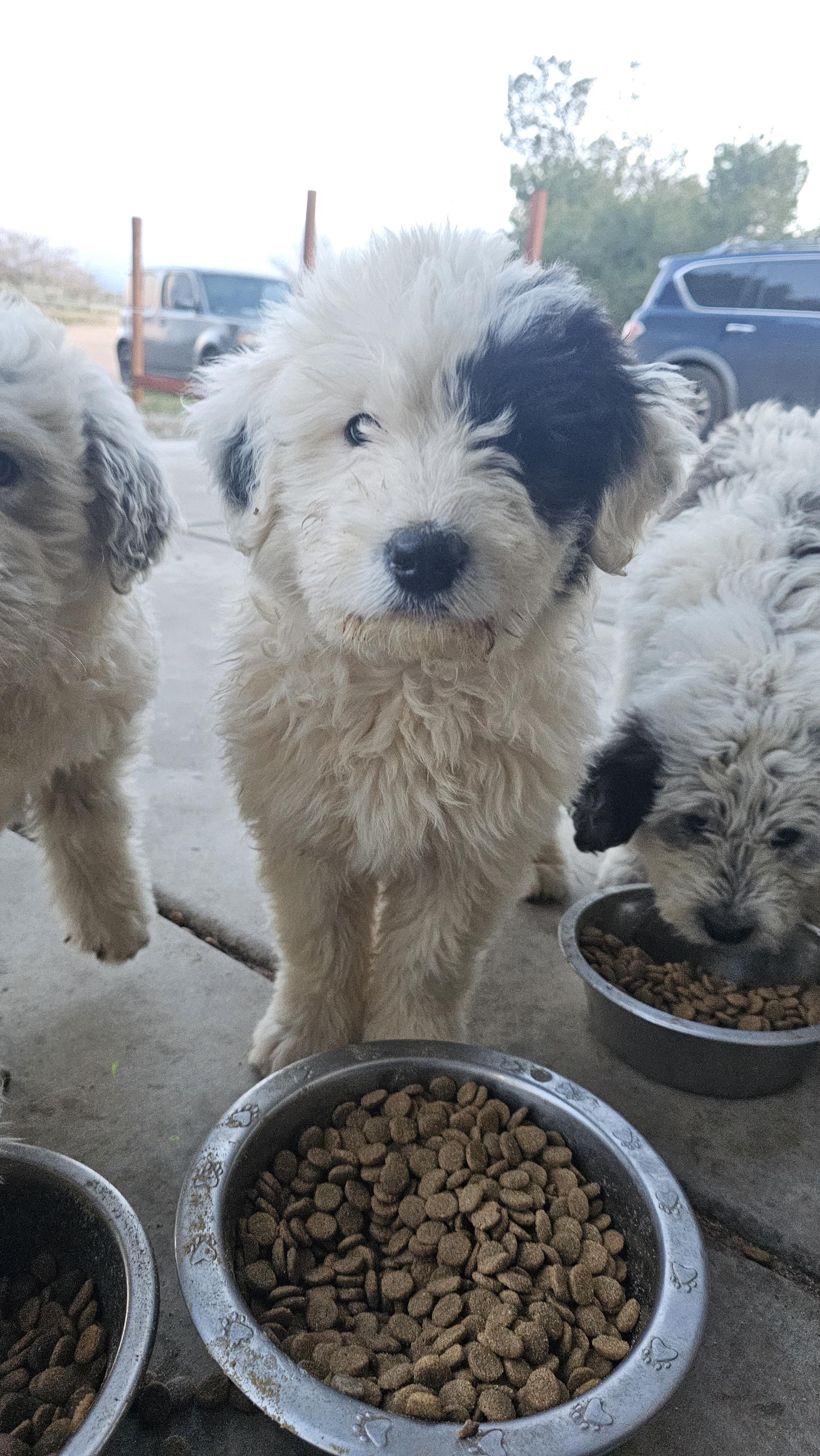 Enlarge Claire, an adopted mixed breed in Phelan, CA image 5/5