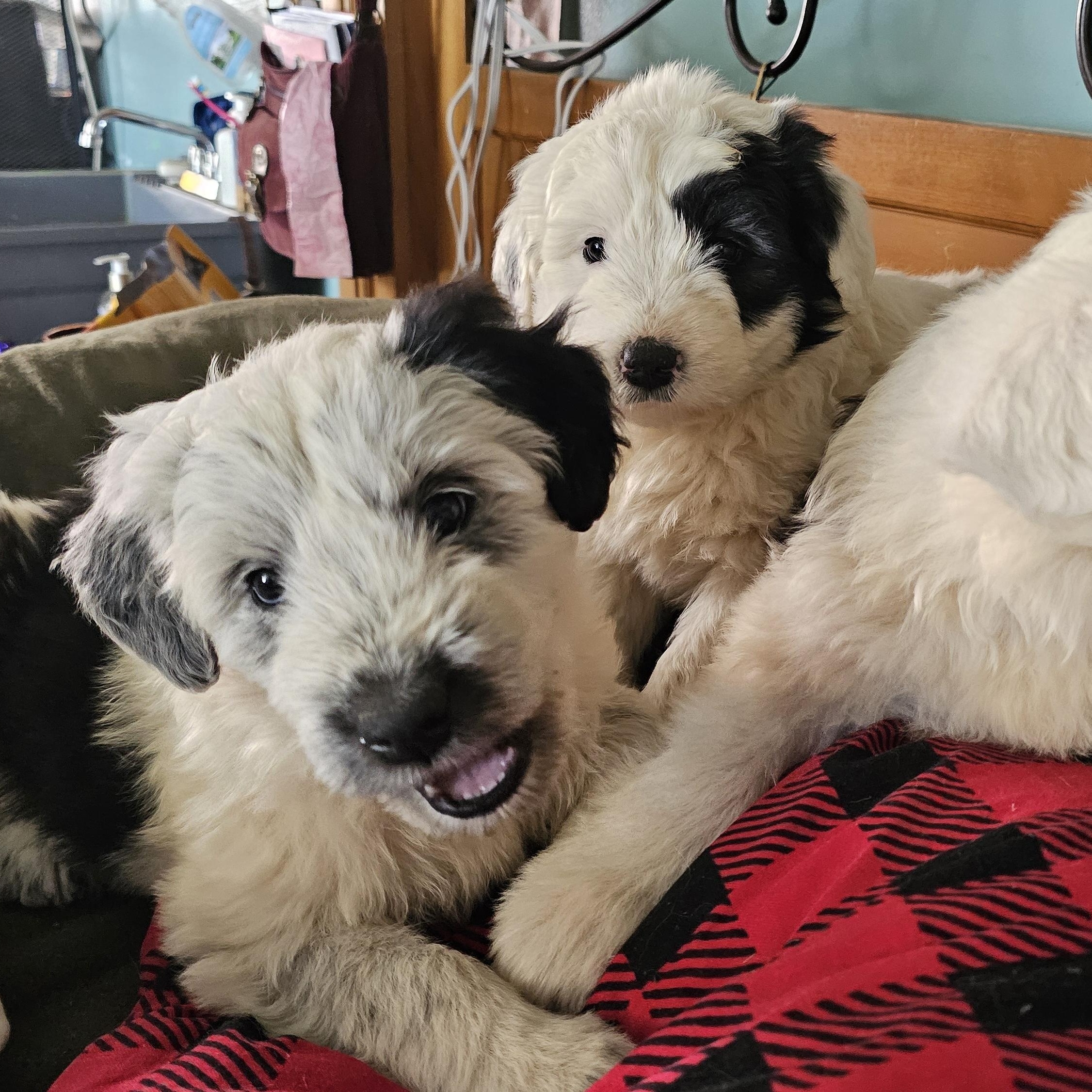 Enlarge Claire, an adopted mixed breed in Phelan, CA image 4/5