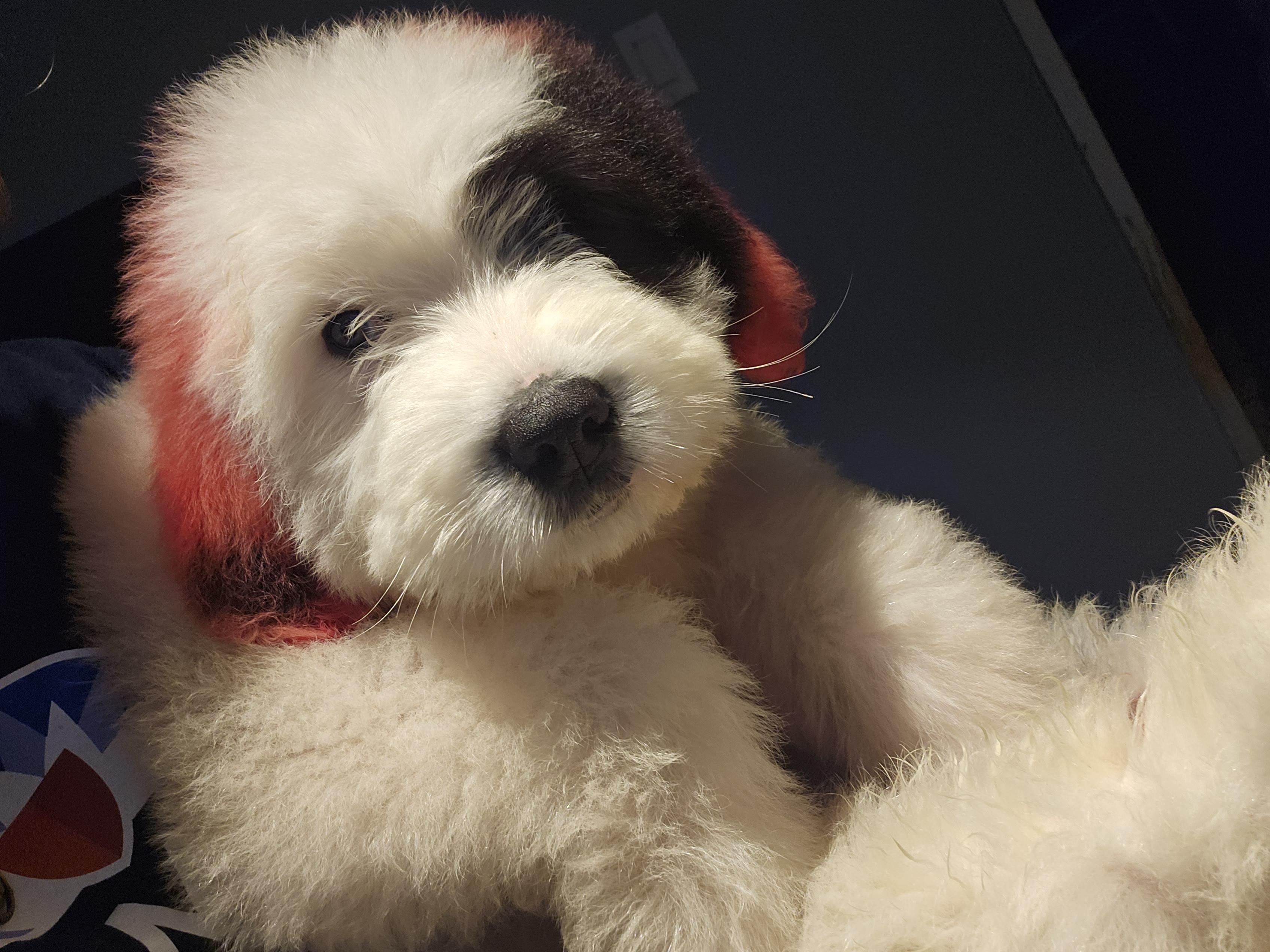 Claire, adopted, Puppy Female Old English Sheepdog & Anatolian Shepherd.