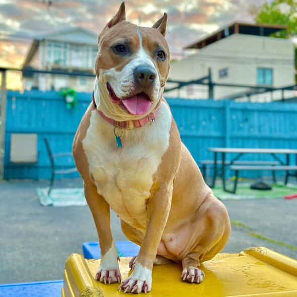 Enlarge Almond Joy, a Adoptable Mixed Breed in Chicago, IL image 1/6