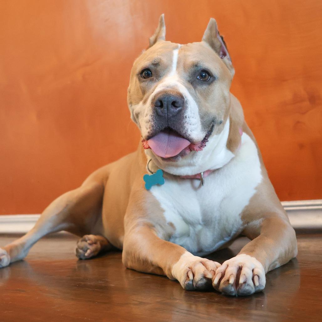 Almond Joy, Adoptable, Adult Female Mixed Breed.