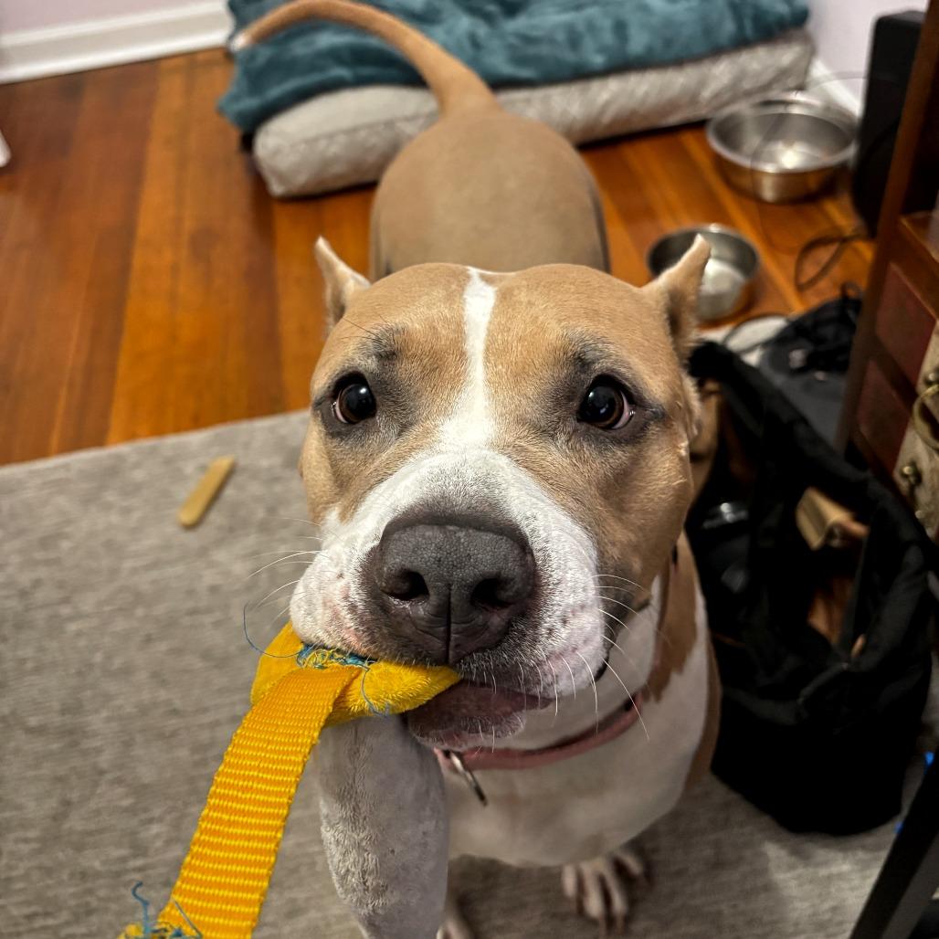 Enlarge Almond Joy, a Adoptable Pit Bull Terrier in Chicago, IL image 3/6