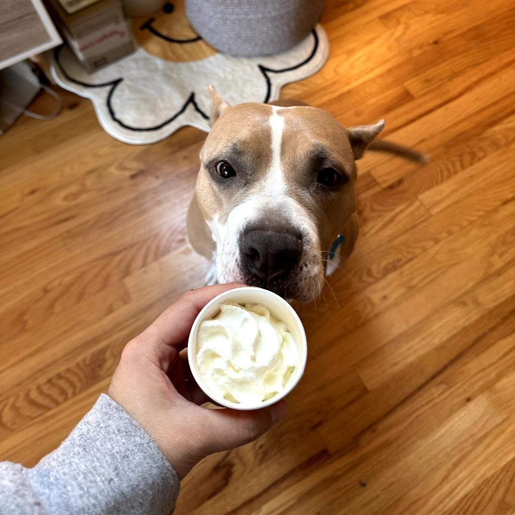 Enlarge Almond Joy, a Adoptable Mixed Breed in Chicago, IL image 2/6