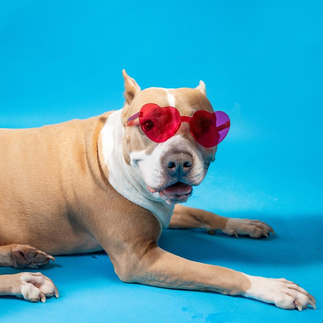 Enlarge Almond Joy, a Adoptable Mixed Breed in Chicago, IL image 3/6