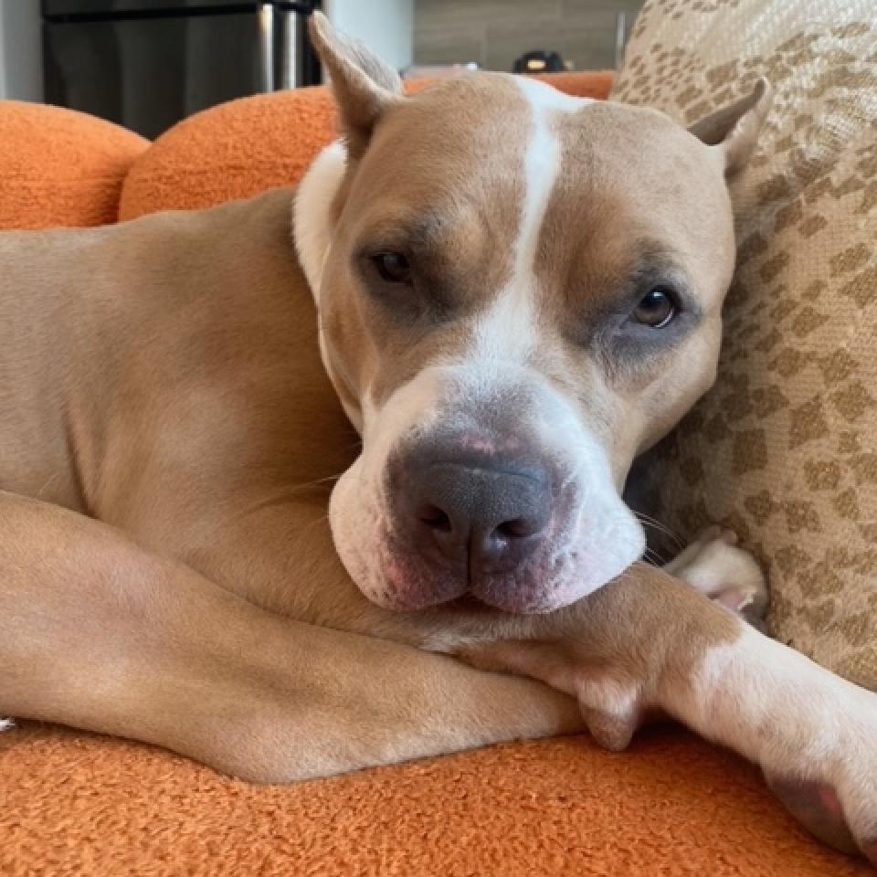 Enlarge Almond Joy, a Adoptable Mixed Breed in Chicago, IL image 4/6