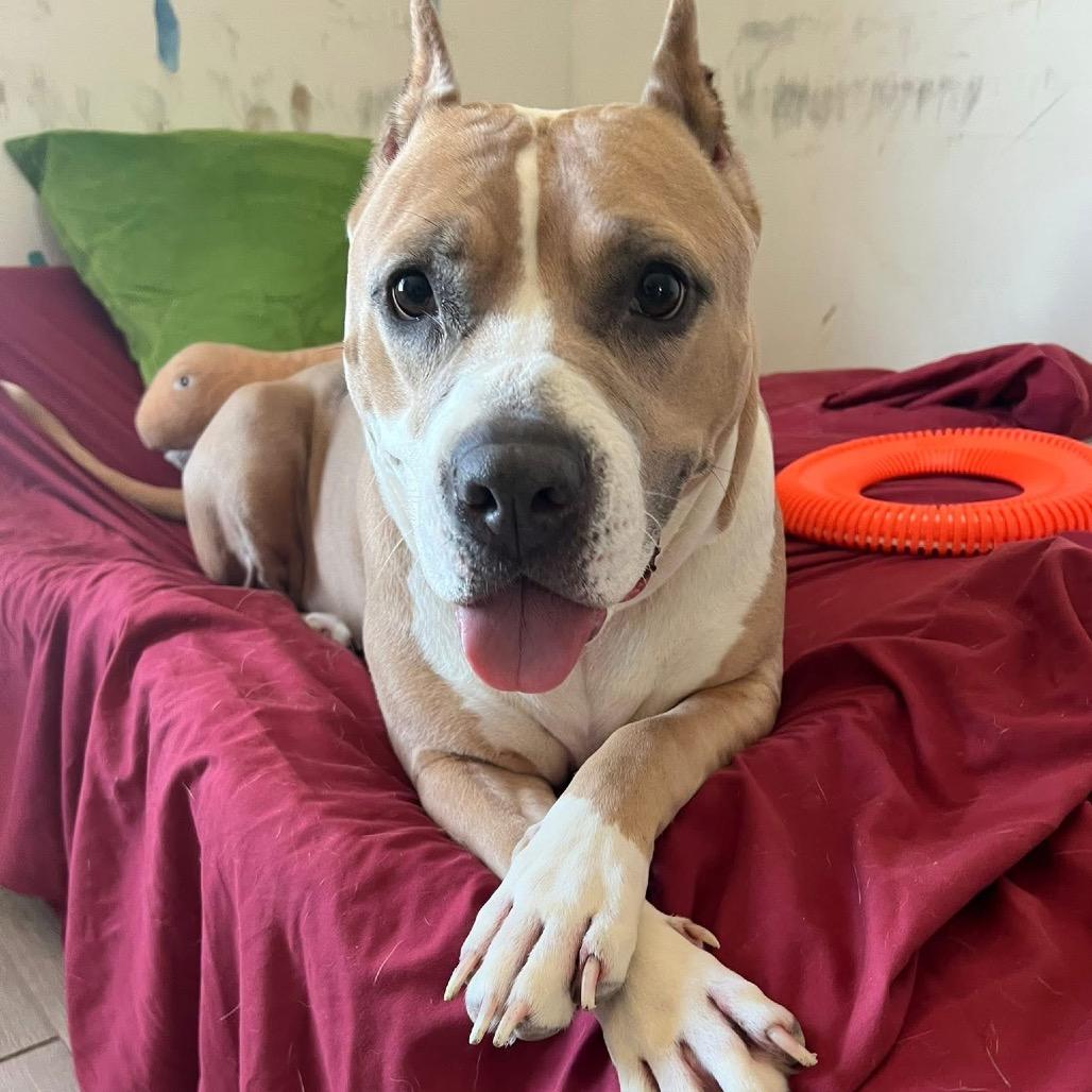 Enlarge Almond Joy, a Adoptable Mixed Breed in Chicago, IL image 5/6