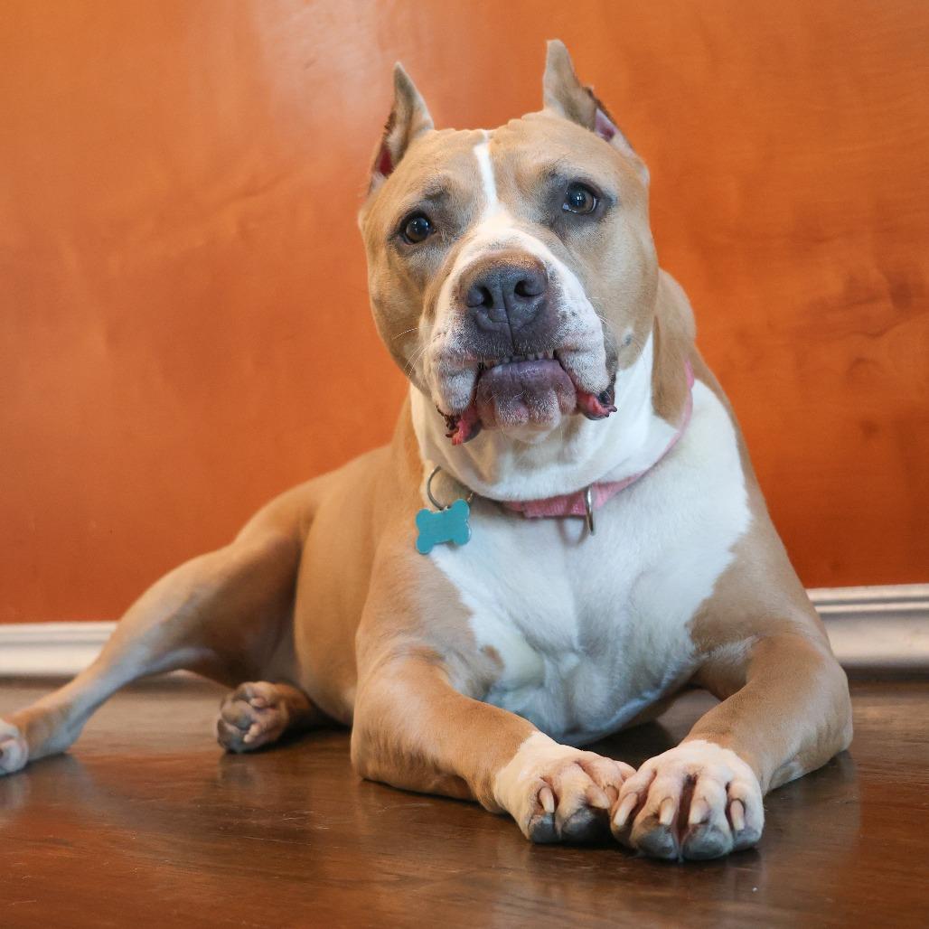 Enlarge Almond Joy, a Adoptable Mixed Breed in Chicago, IL image 4/6