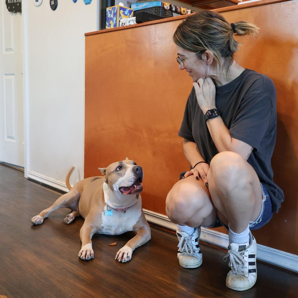 Enlarge Almond Joy, a Adoptable Mixed Breed in Chicago, IL image 5/6