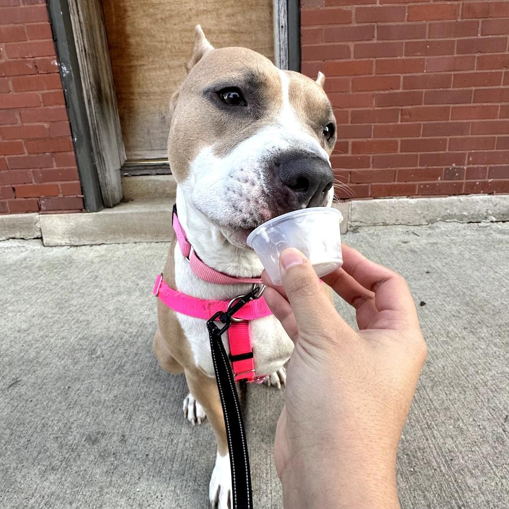 Enlarge Almond Joy, a Adoptable Mixed Breed in Chicago, IL image 6/6
